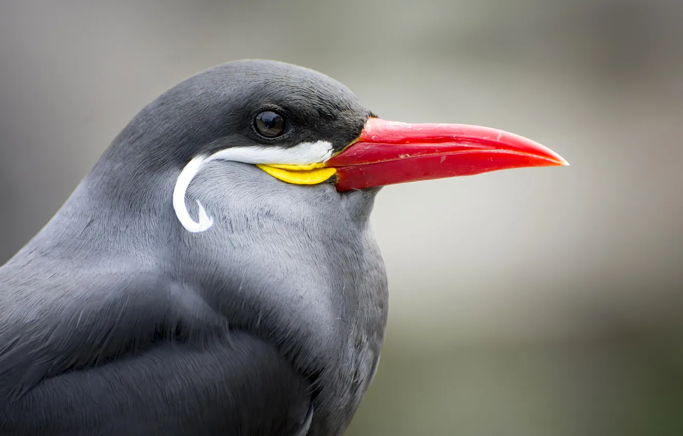 Photo wallpaper nature, bird, color, beak, profile