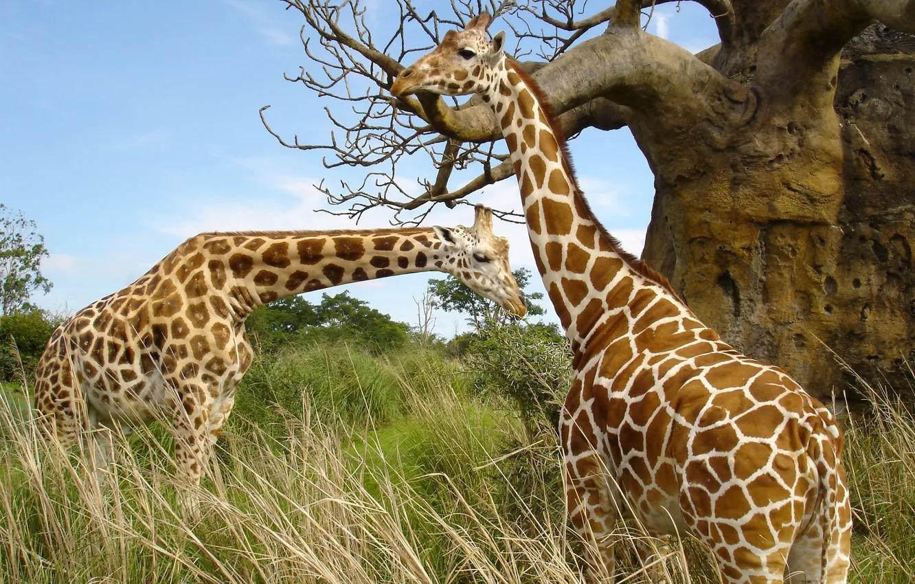 Photo wallpaper grass, pair, giraffes, Africa