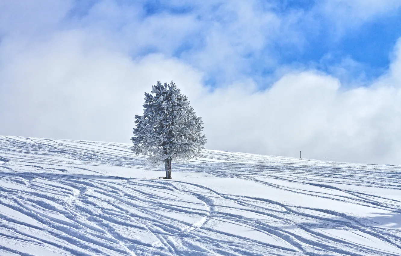 Photo wallpaper winter, the sky, clouds, snow, trees, traces, slope