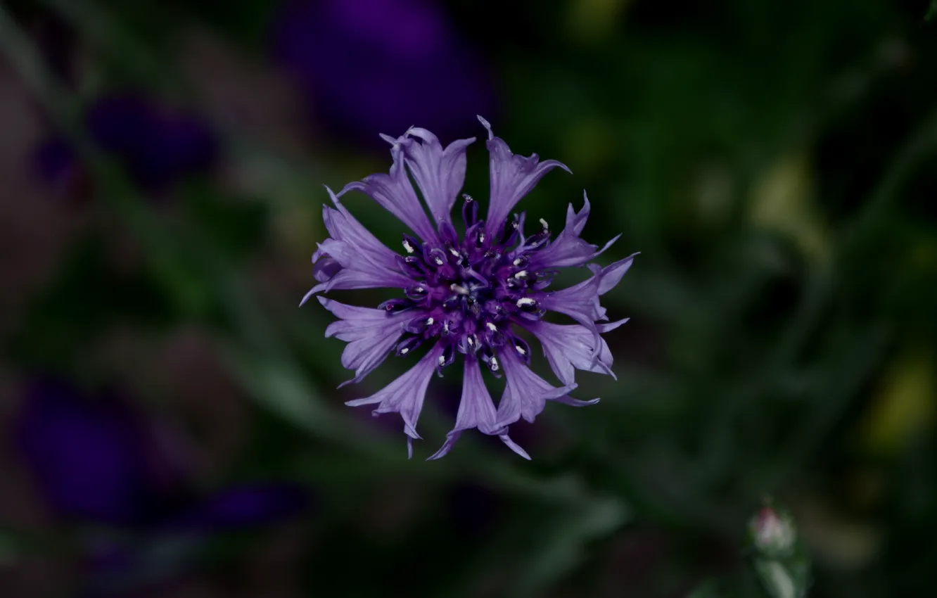 Photo wallpaper purple, macro, flowers