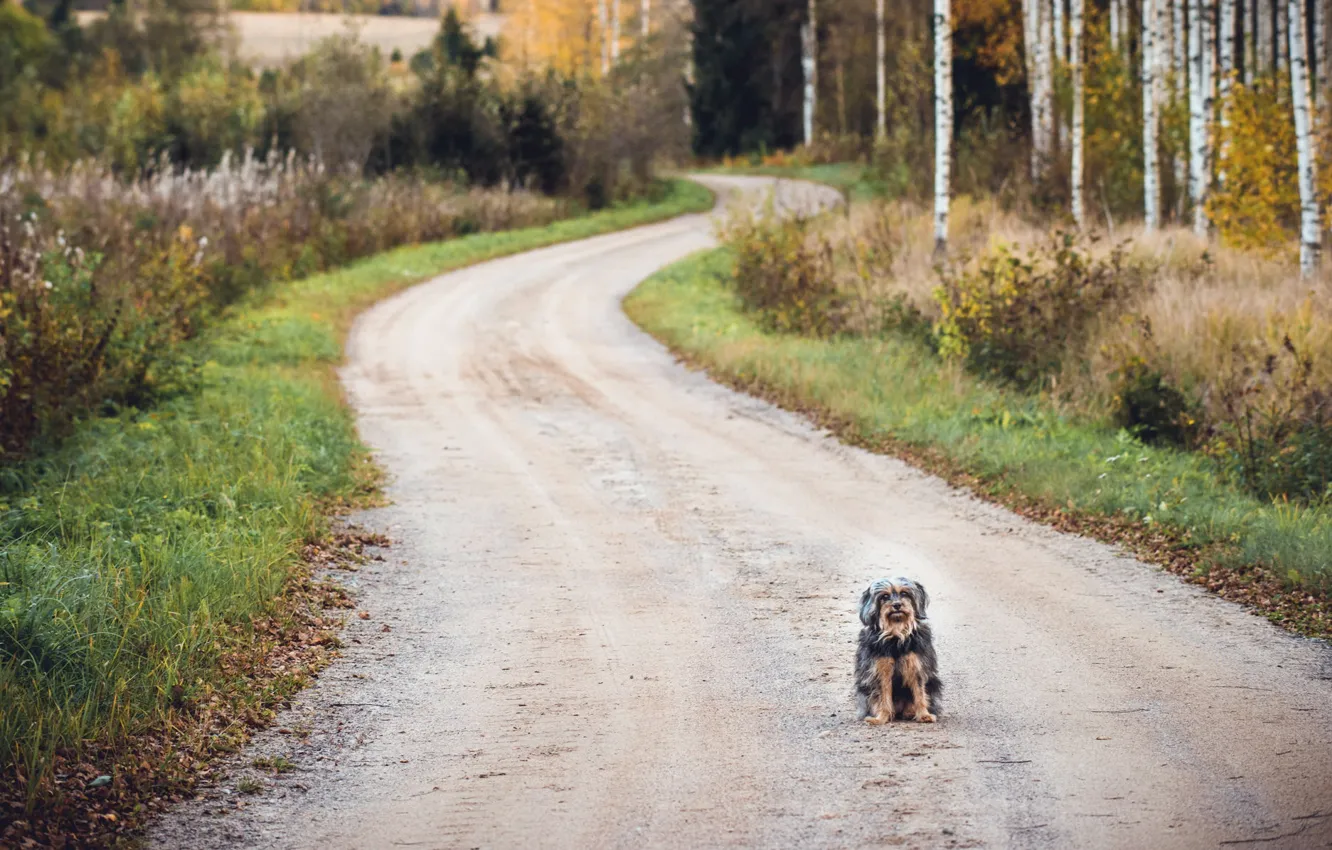 Photo wallpaper road, each, dog