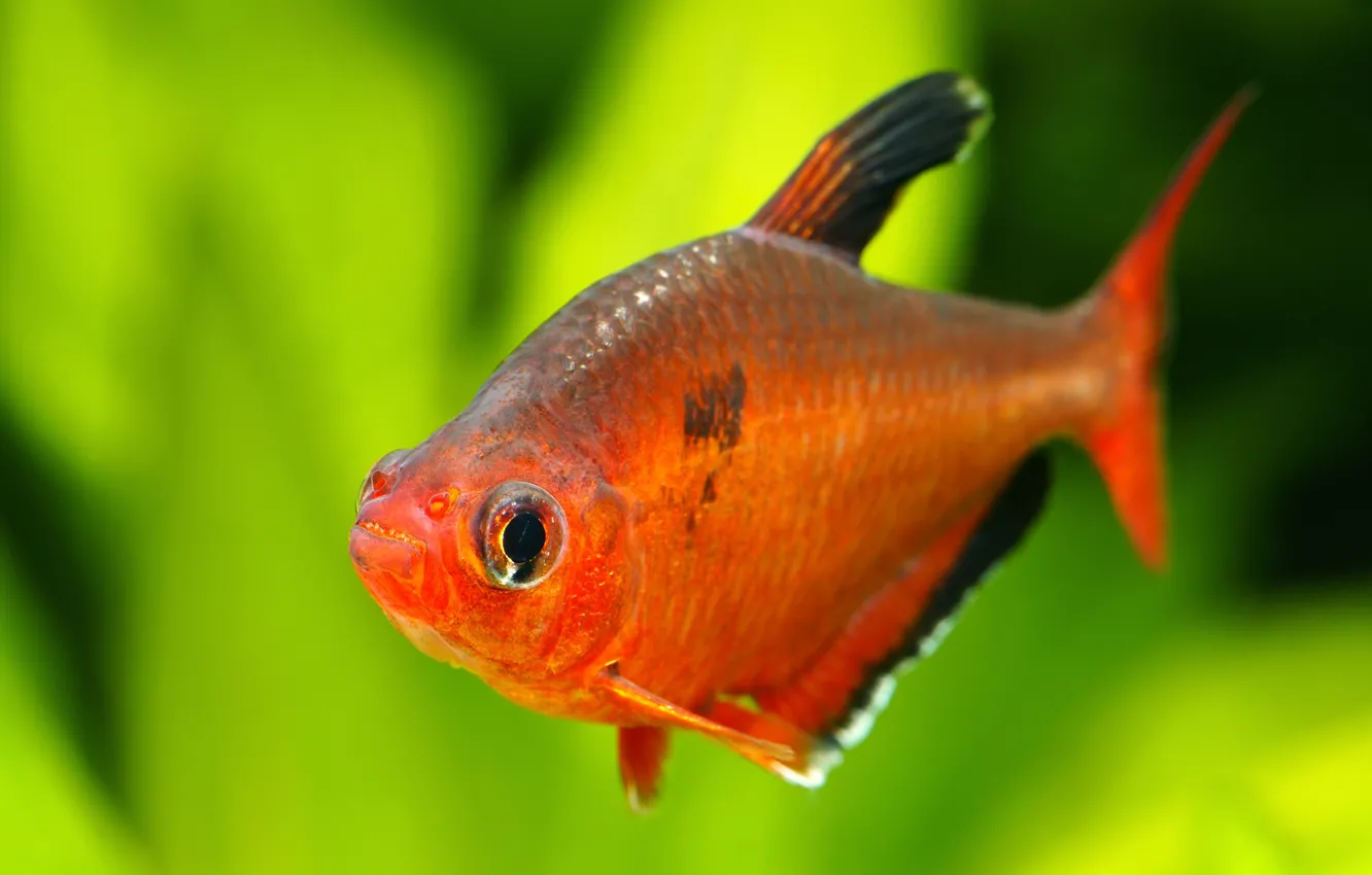 Photo wallpaper red, fish, head