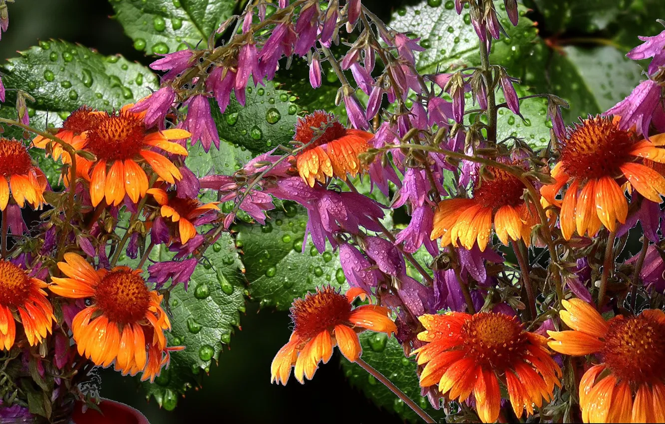 Photo wallpaper leaves, drops, Rosa, rain, Gaylardiya