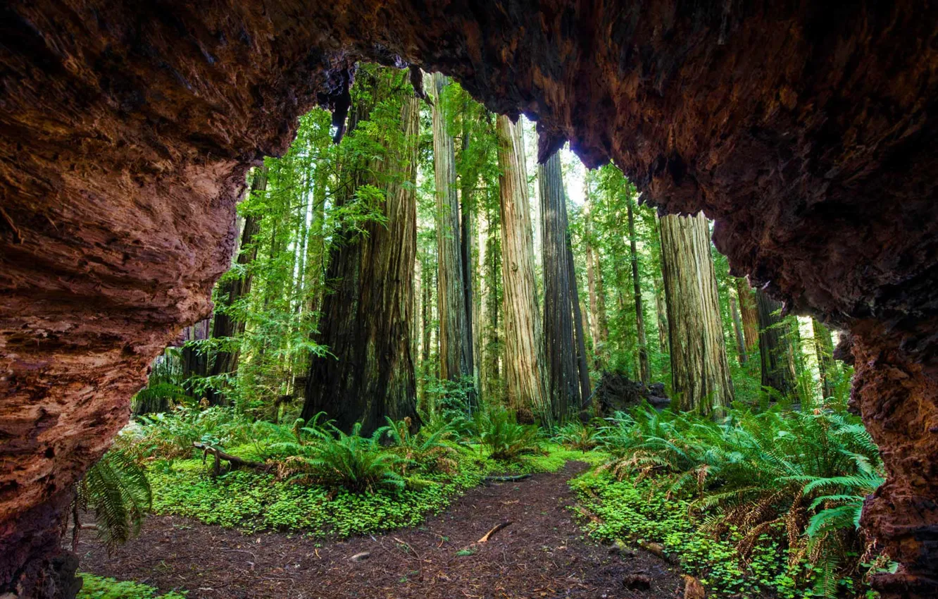 Photo wallpaper CA, USA, Sequoia national Park, Giant forest