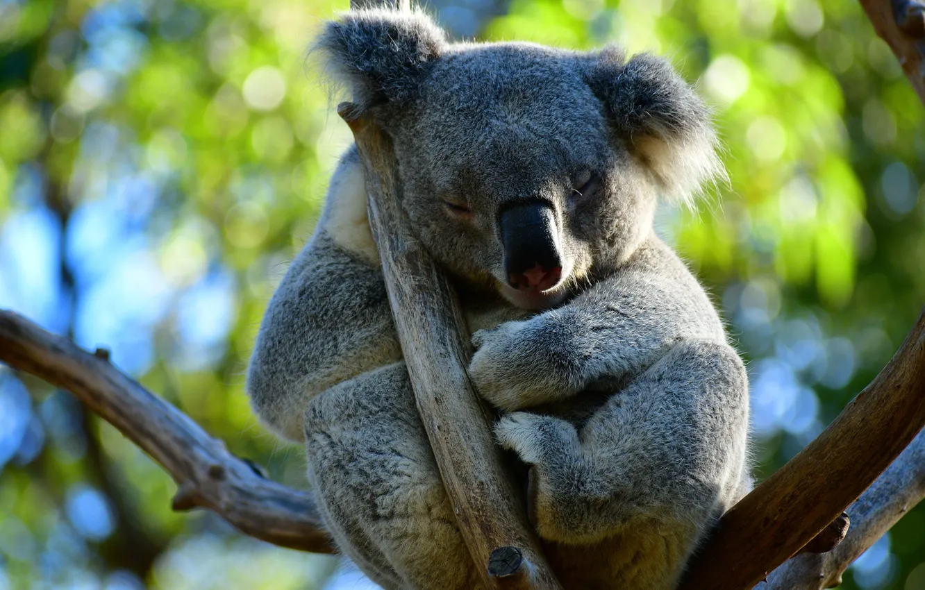 Photo wallpaper leaves, branches, pose, tree, sleep, sleeping, Koala, closed eyes