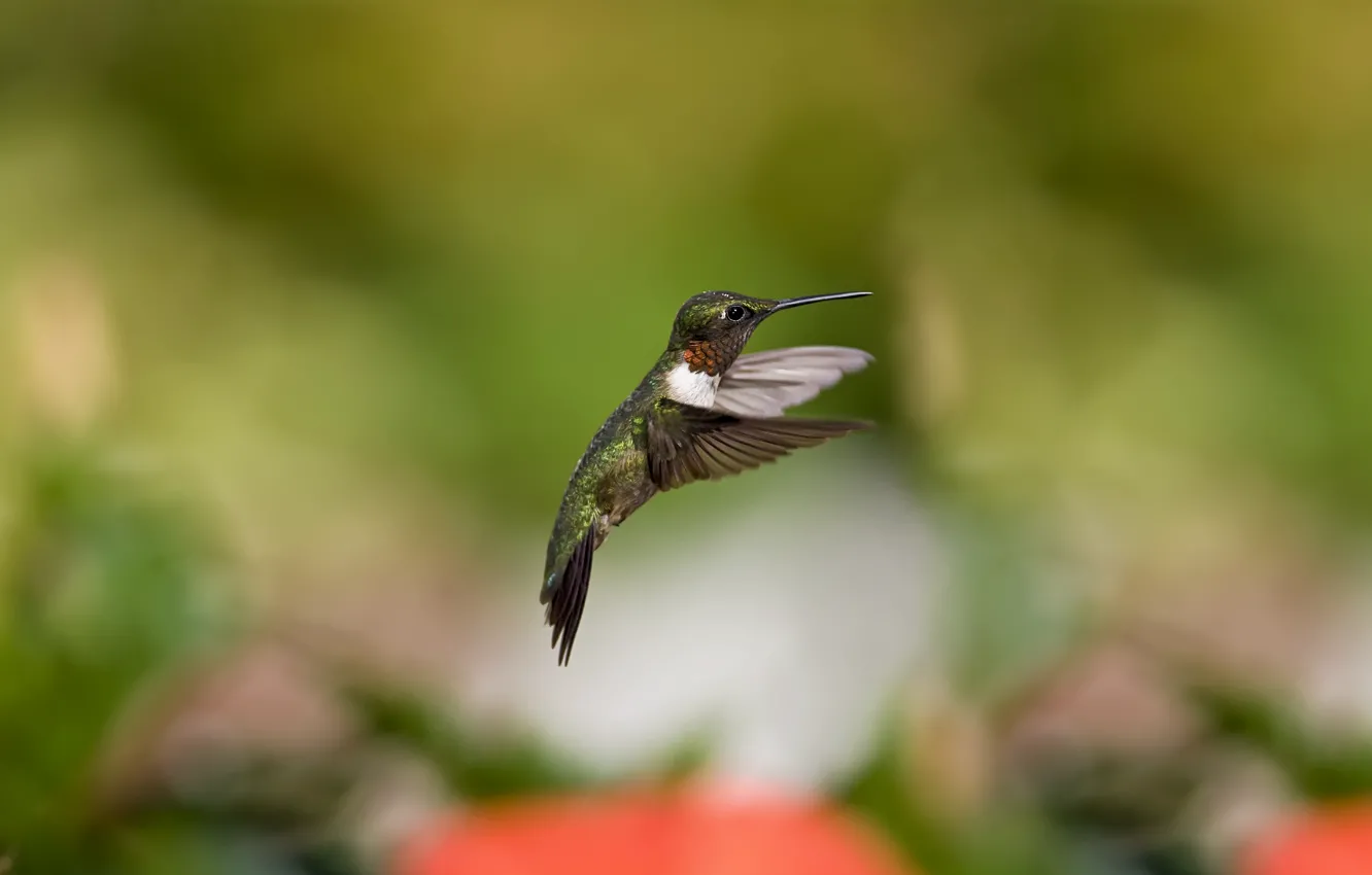 Photo wallpaper flight, bird, blur, Hummingbird