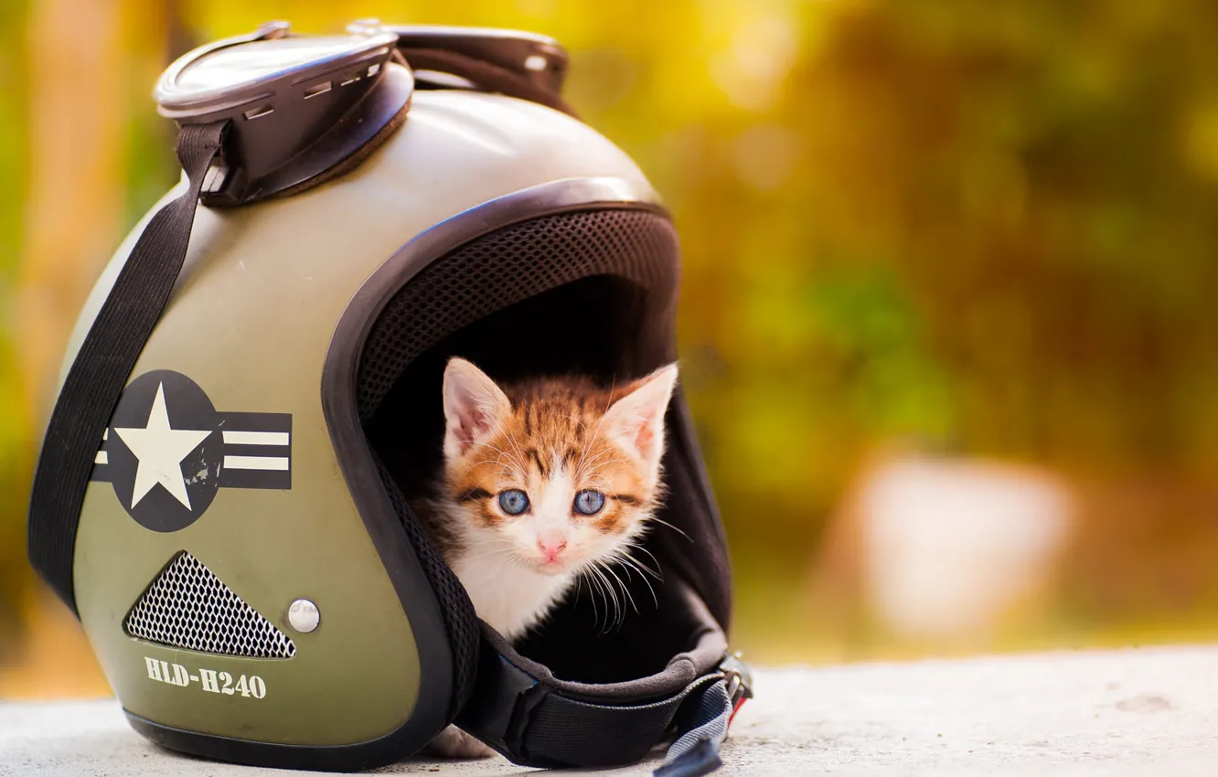 Photo wallpaper cat, look, orange, yellow, background, baby, glasses, helmet