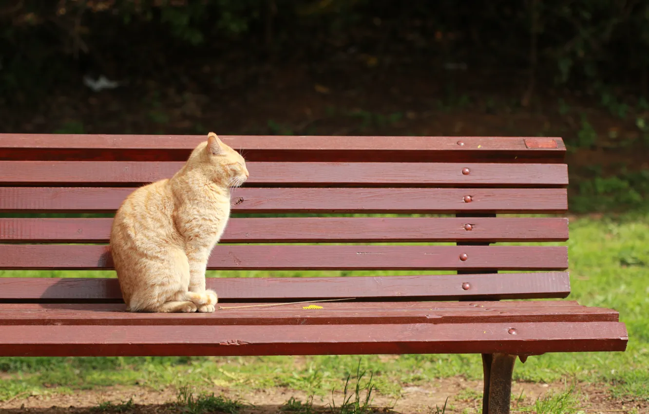Photo wallpaper cats, bench, red, sitting