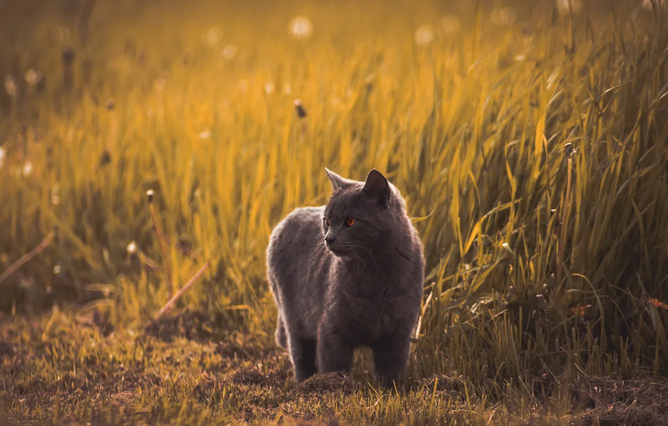 Photo wallpaper field, cat, grass, cat, look, face, nature, pose