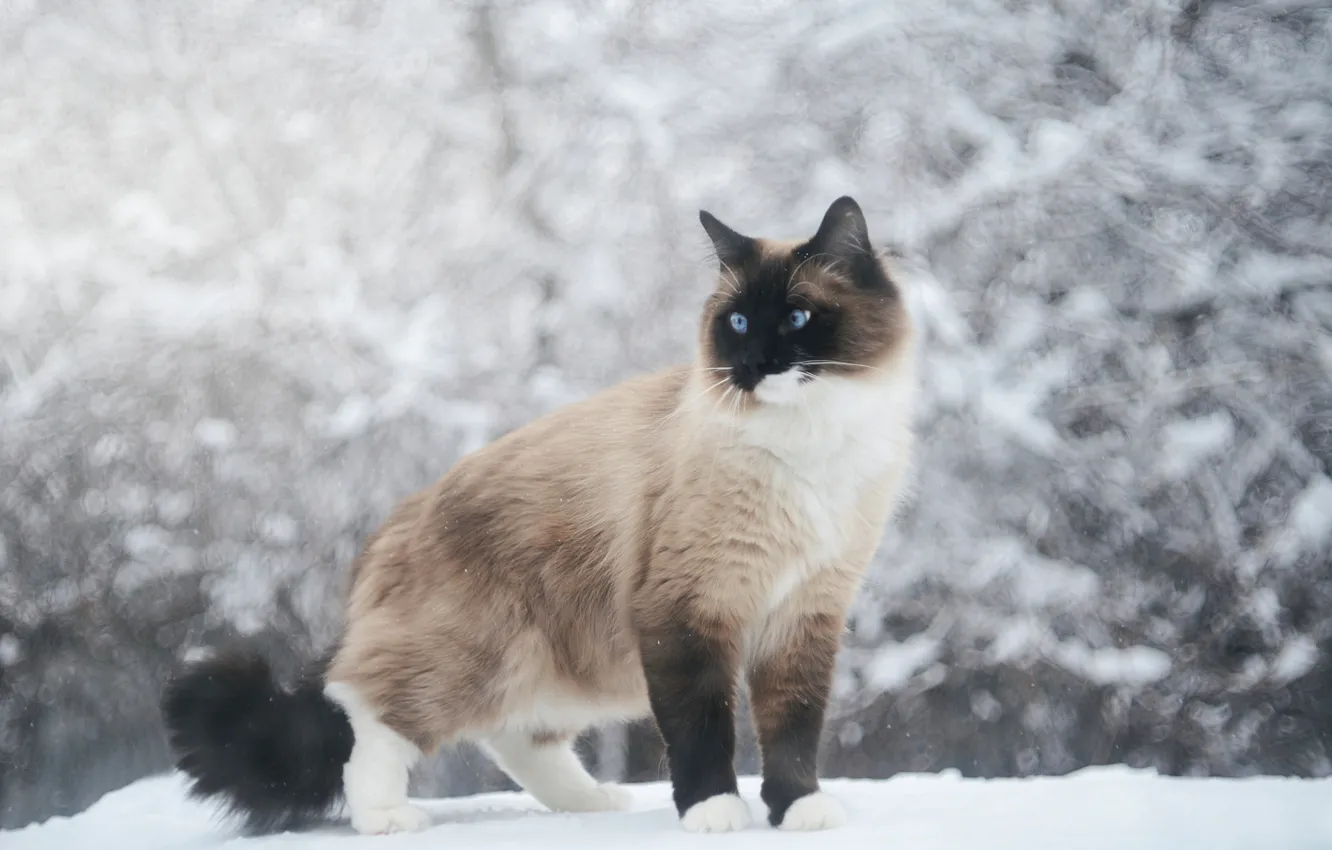 Photo wallpaper winter, cat, cat, snow, Siamese