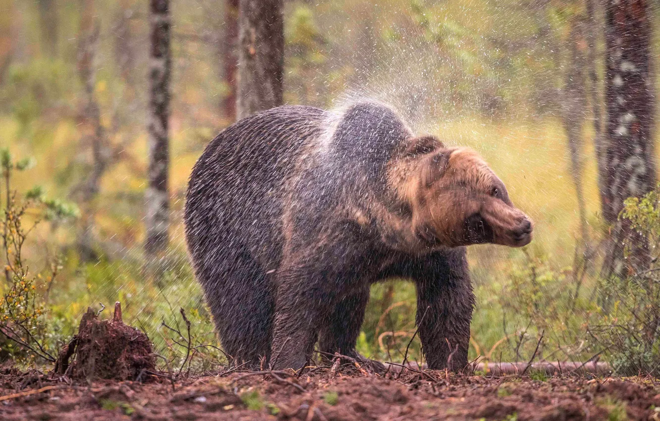 Photo wallpaper forest, trees, squirt, nature, pose, wet, bear, bear