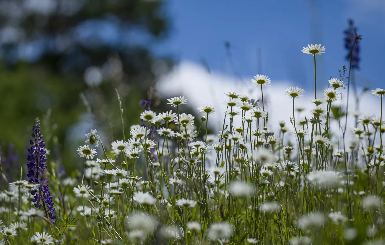 Photo wallpaper wildflowers, mood, meadow, summer, the sky