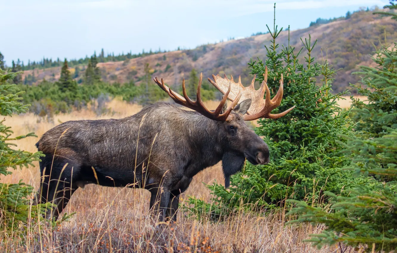 Photo wallpaper forest, nature, hills, ate, moose
