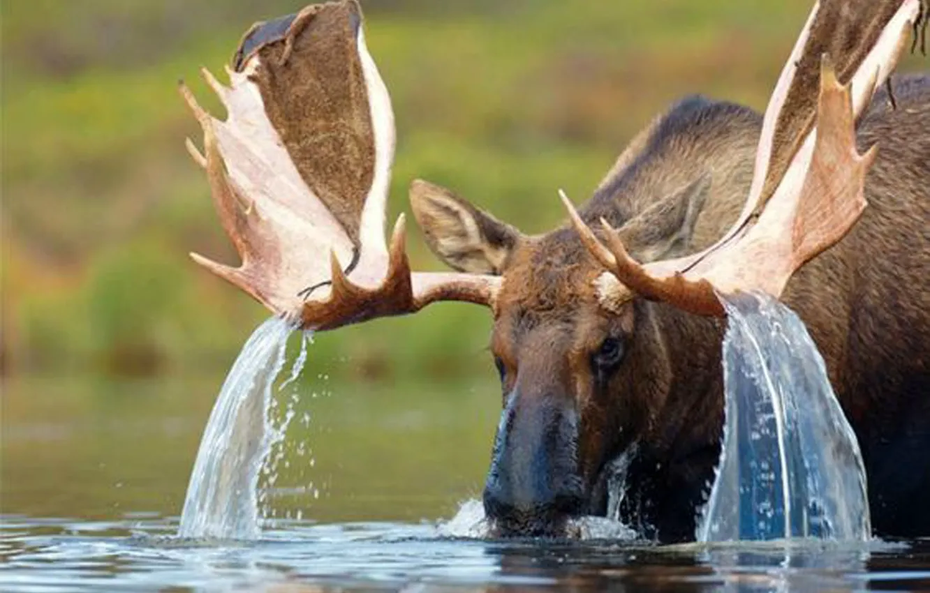 Photo wallpaper water, animal, deer, wildlife, moose