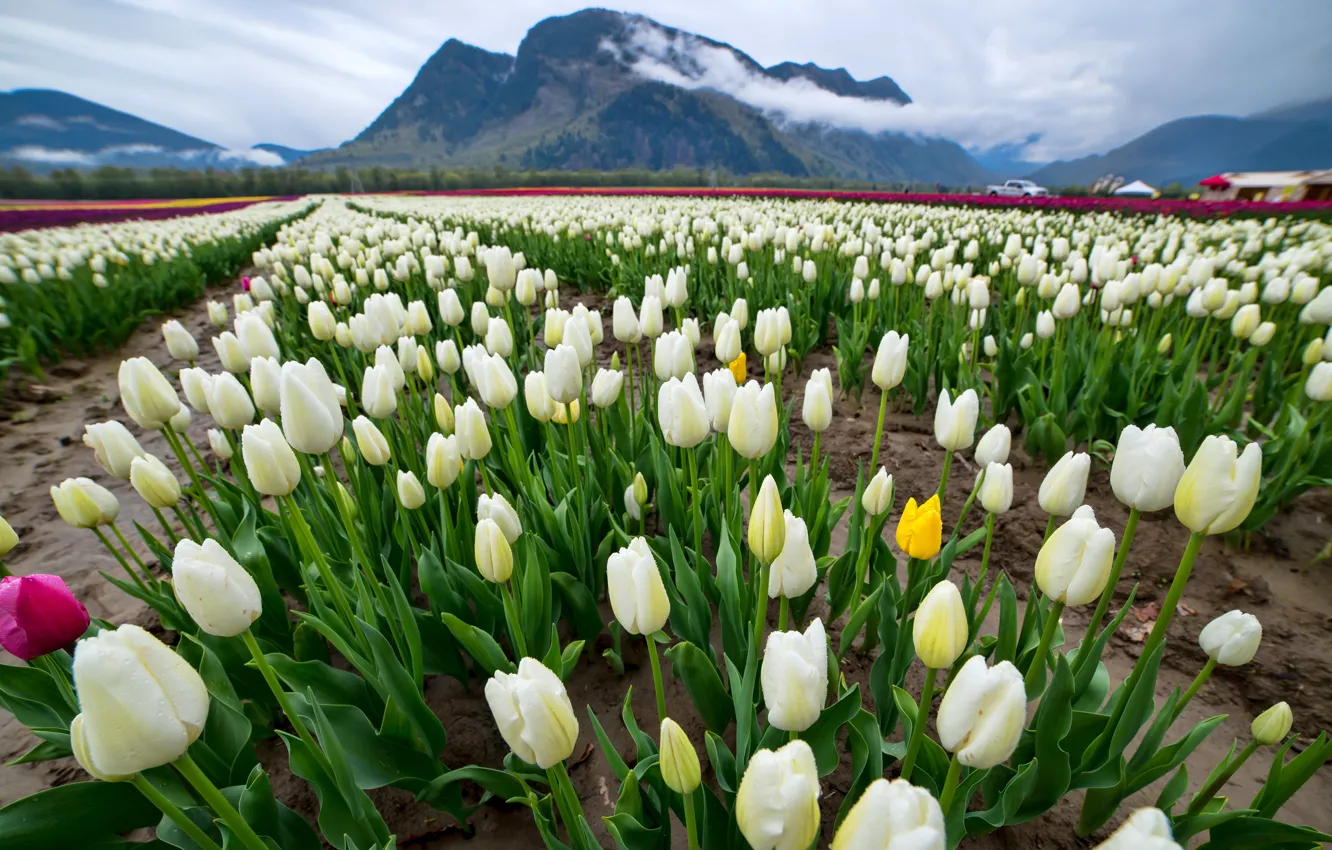 Photo wallpaper field, clouds, landscape, flowers, mountains, Rosa, tulips, white