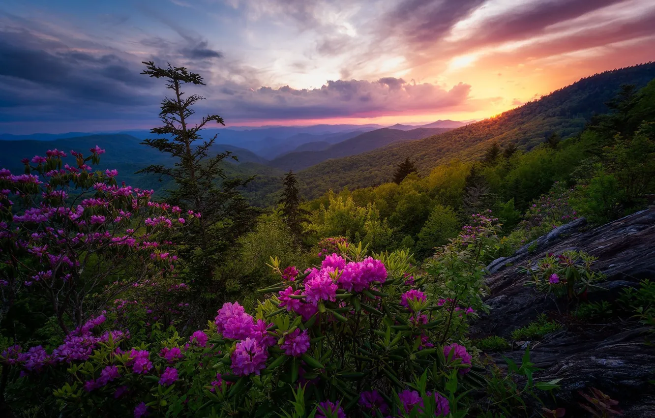 Photo wallpaper forest, trees, landscape, flowers, mountains, nature, dawn, beauty