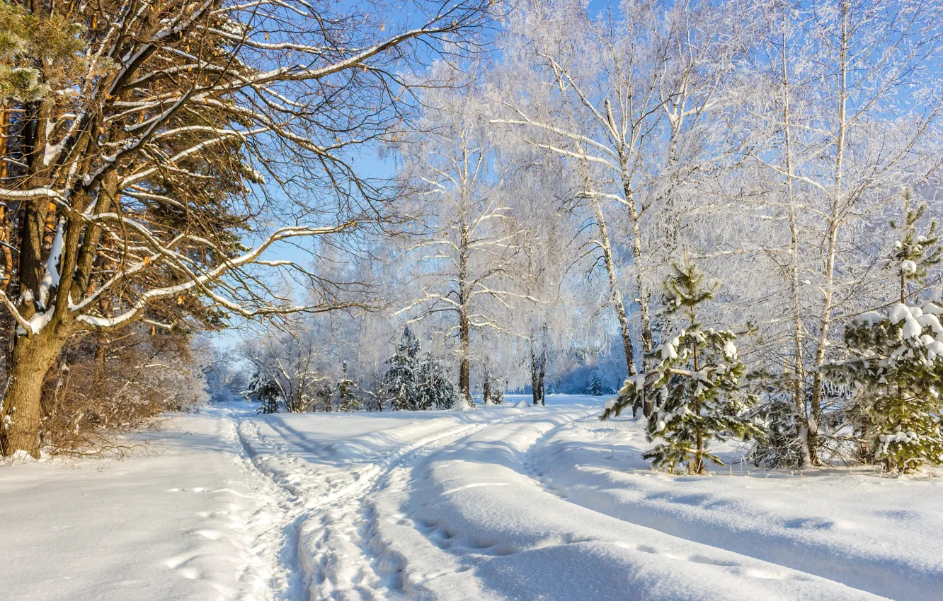 Photo wallpaper winter, forest, snow, trees, landscape, nature, paths