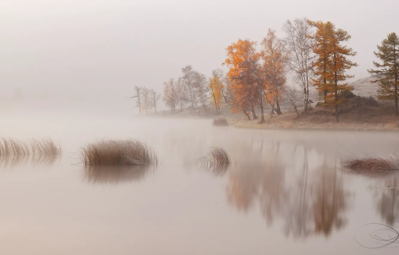 Photo wallpaper trees, nature, fog, lake, river, shore, haze