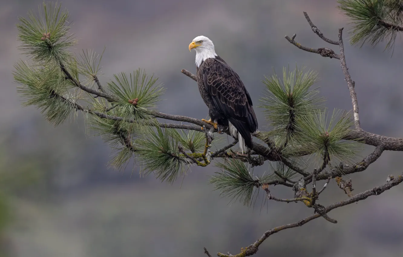 Photo wallpaper trees, needles, branches, bird, needles, pine, bald eagle
