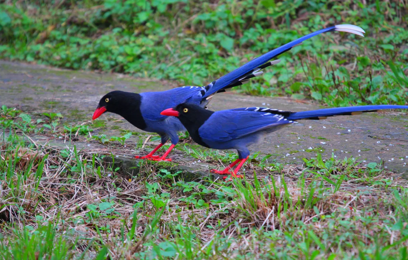Photo wallpaper Birds, pair, blue