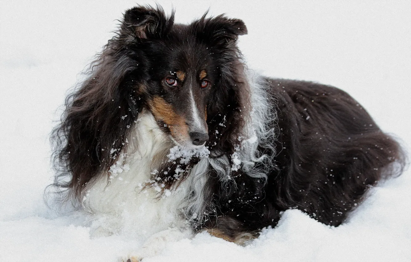 Photo wallpaper look, snow, each, dog