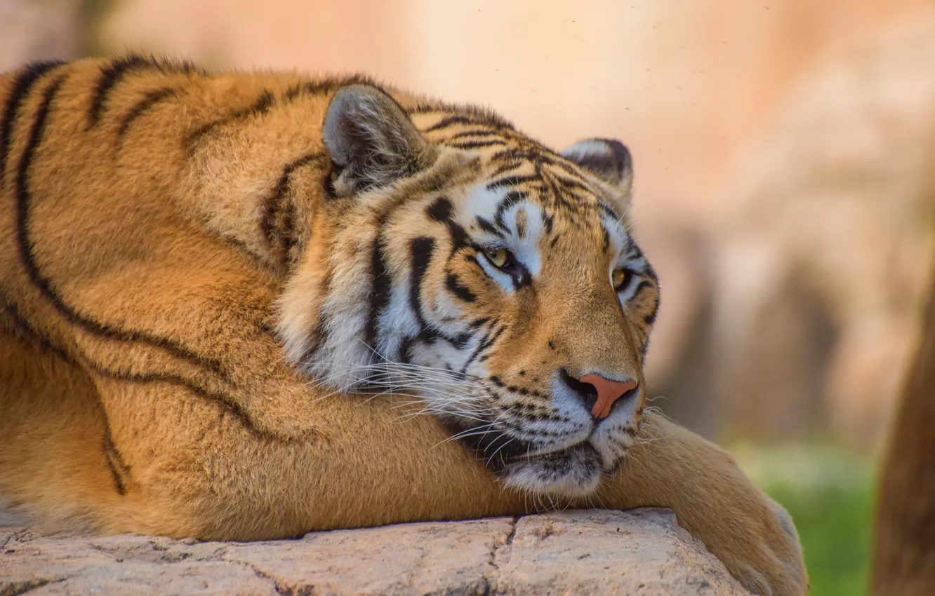 Photo wallpaper look, face, tiger, lies, Midge
