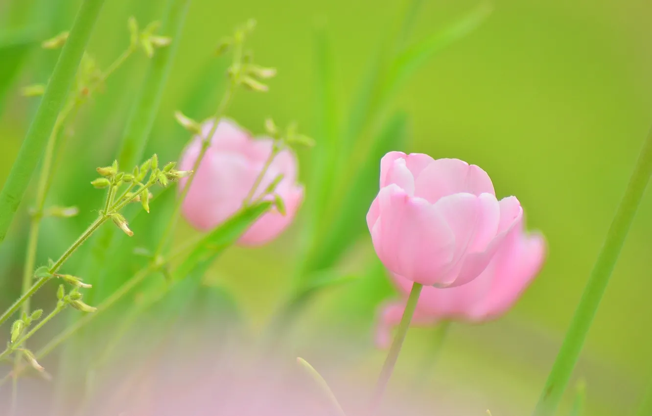 Photo wallpaper field, nature, petals, meadow, tulips