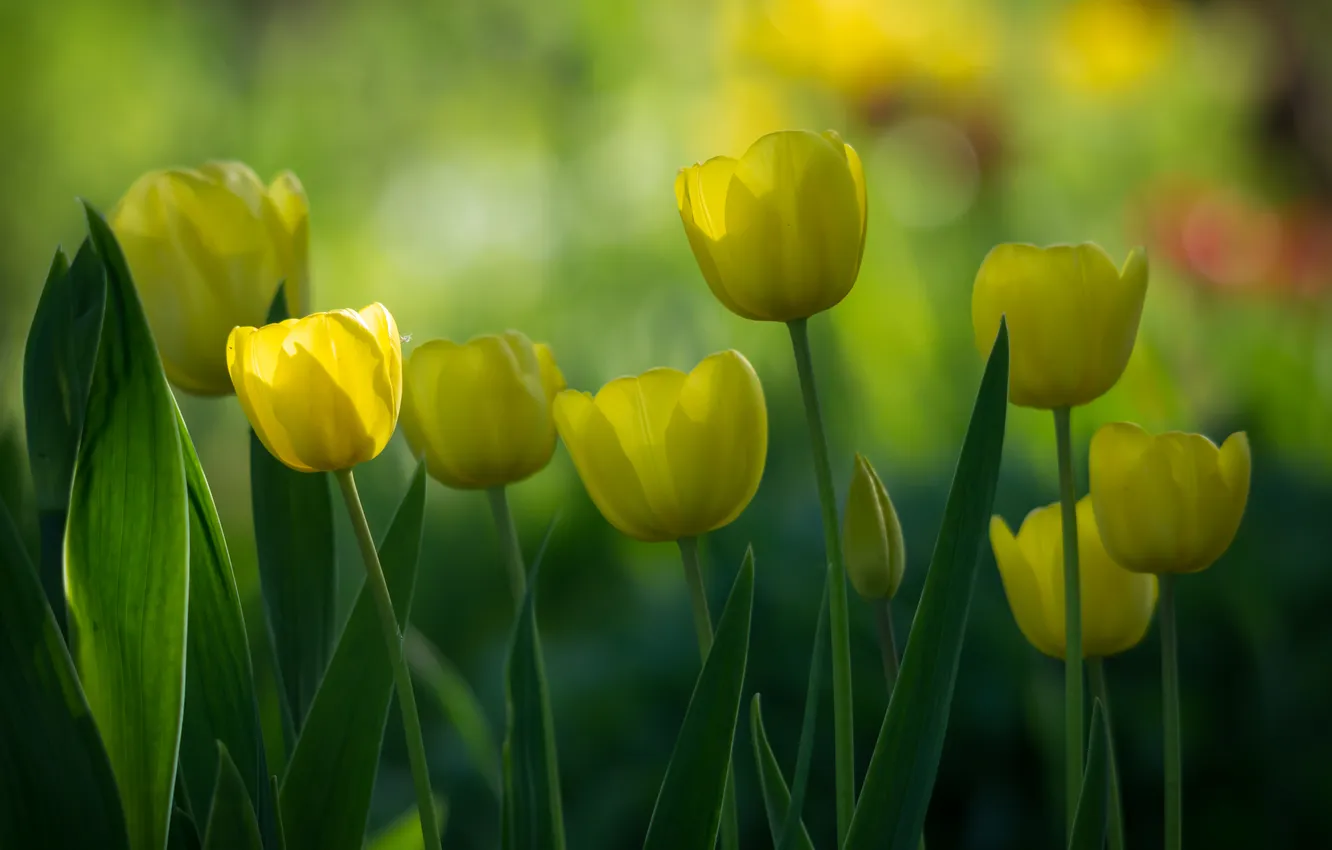 Photo wallpaper flowers, yellow, spring, garden, tulips, flowerbed, bokeh