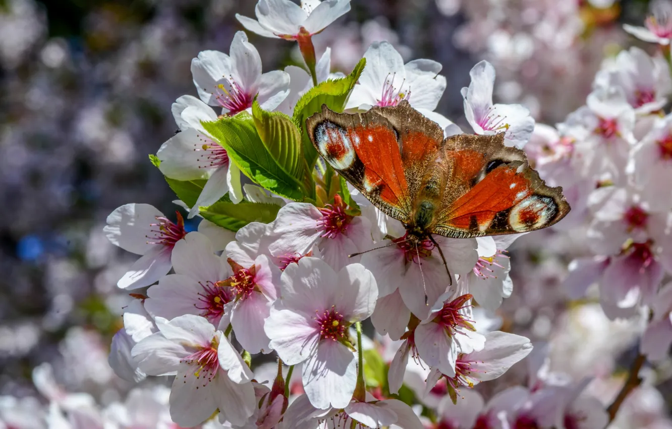 Photo wallpaper trees, butterfly, wings, spring, flowering
