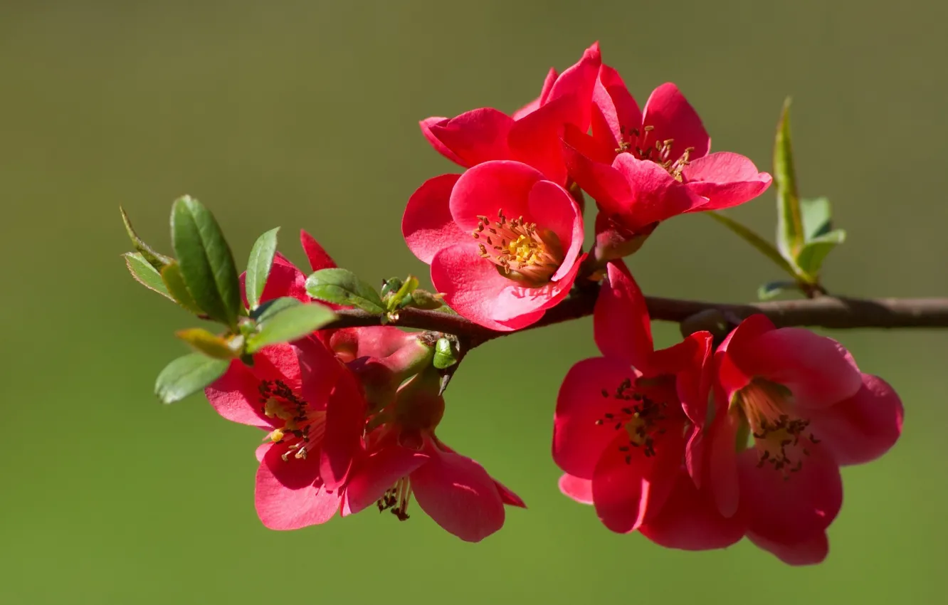 Photo wallpaper flowers, nature, branch, spring, buds, flowering, quince
