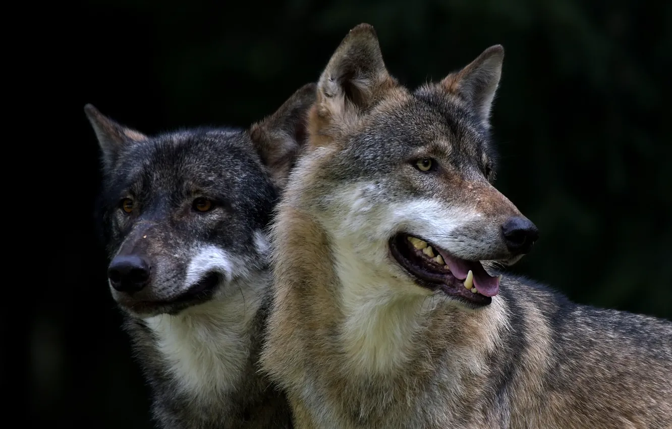 Photo wallpaper pair, wolves, grey