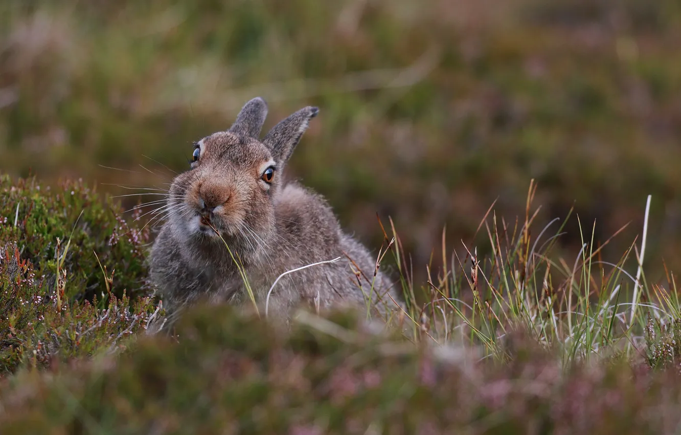 Photo wallpaper grass, nature, hare