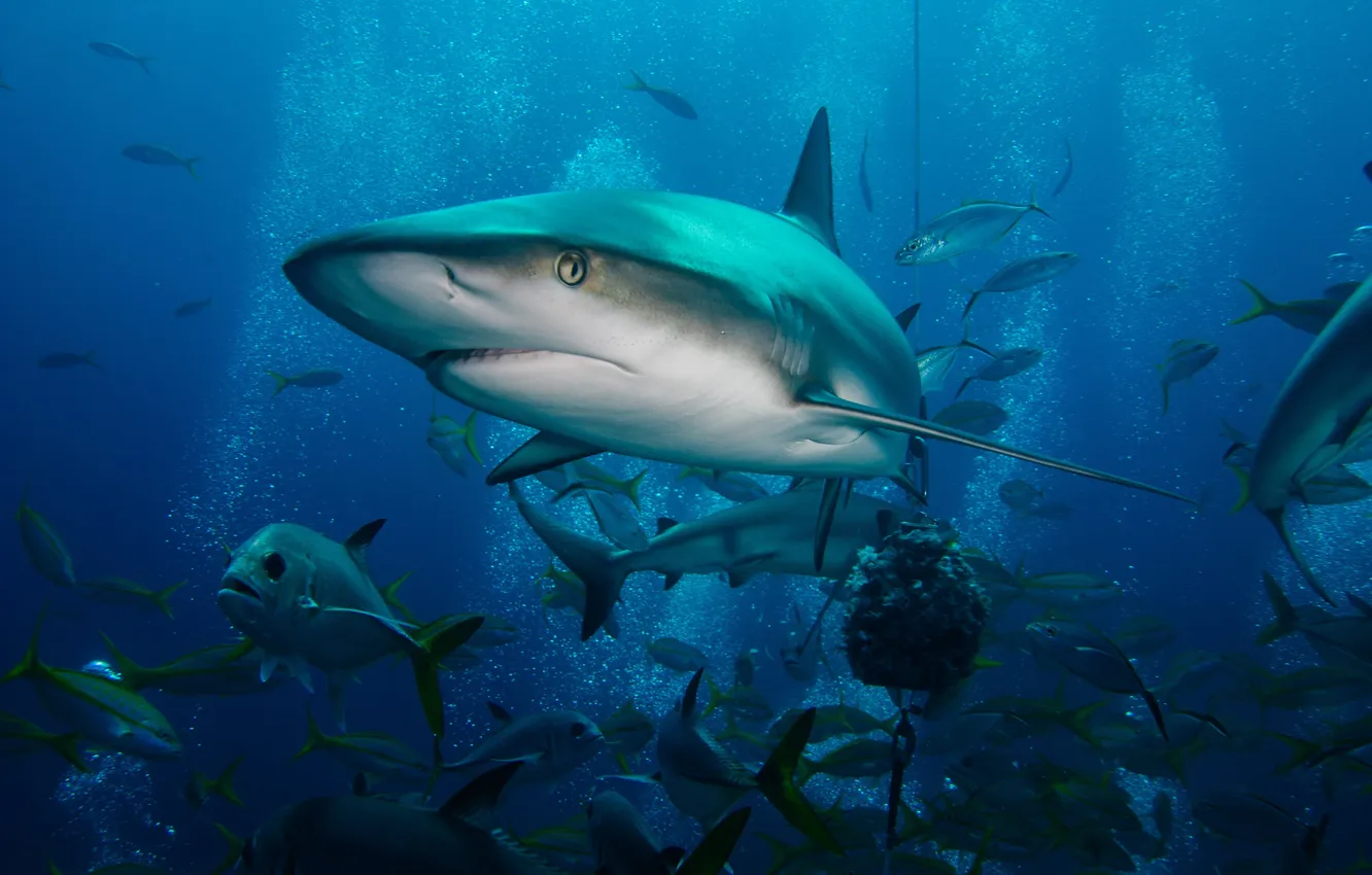 Photo wallpaper deep, blue, animal, Bahamas, Caribbean, exuma, caribbean reef shark