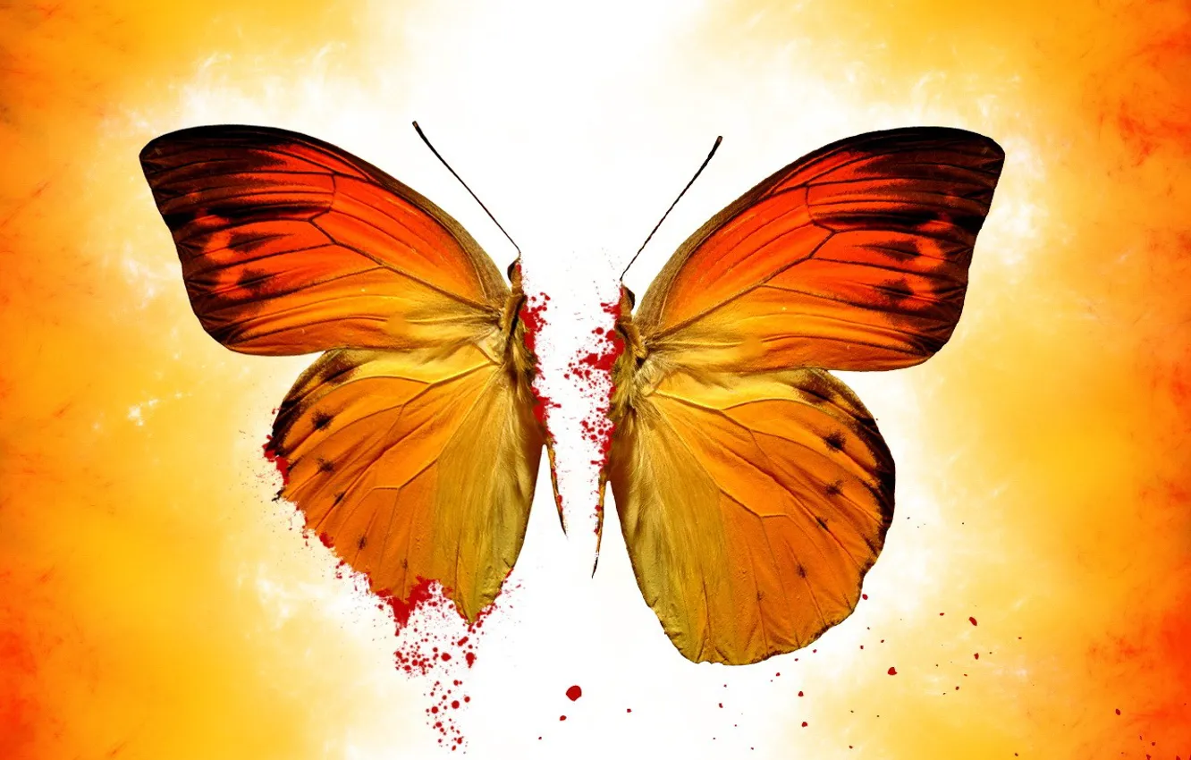 Photo wallpaper yellow, butterfly, blood