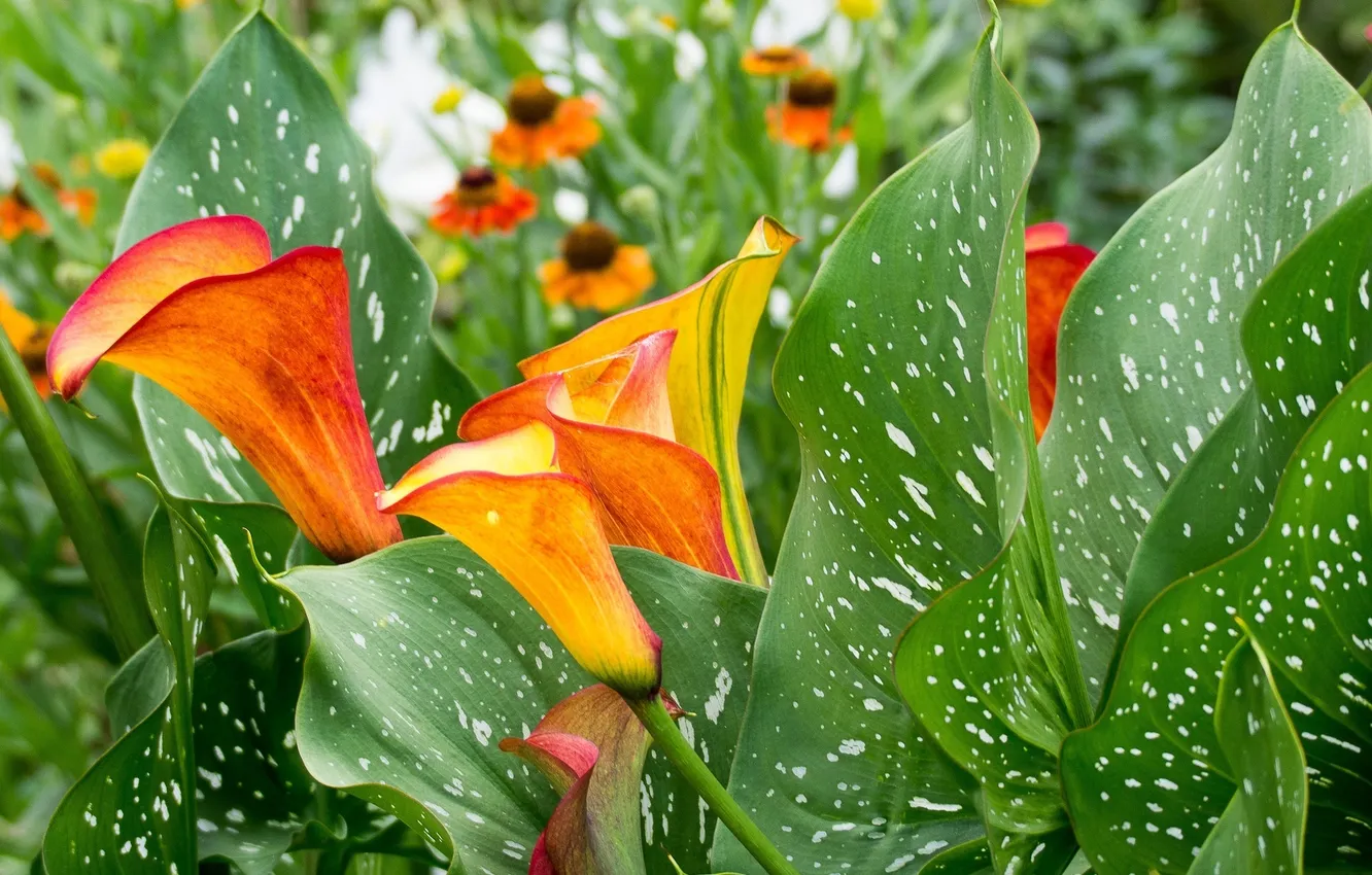 Photo wallpaper leaves, flowers, Calla lilies