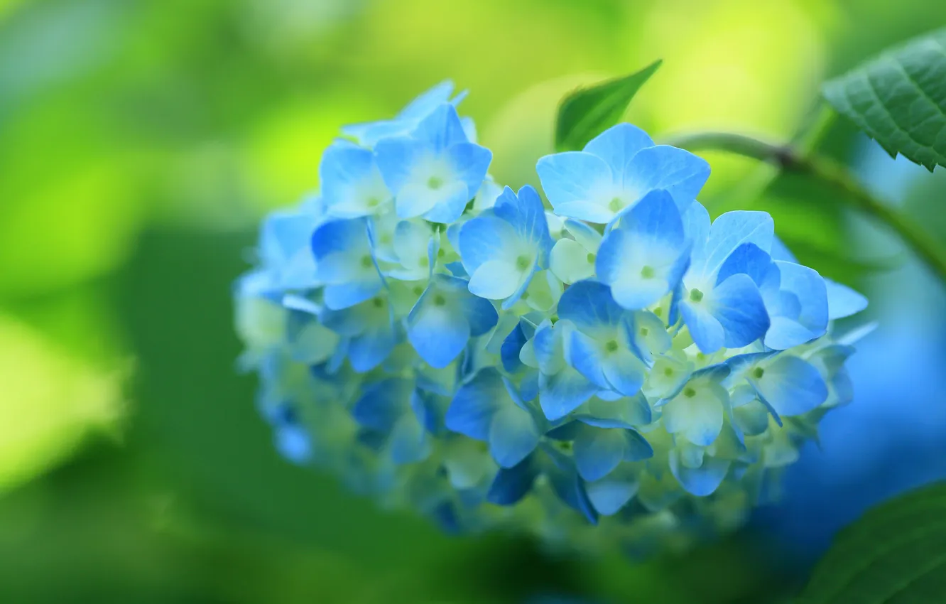 Photo wallpaper flower, blue, flowering, shrub, hydrangea