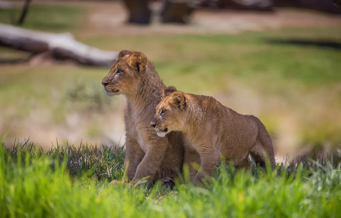 Photo wallpaper grass, animal, Lions