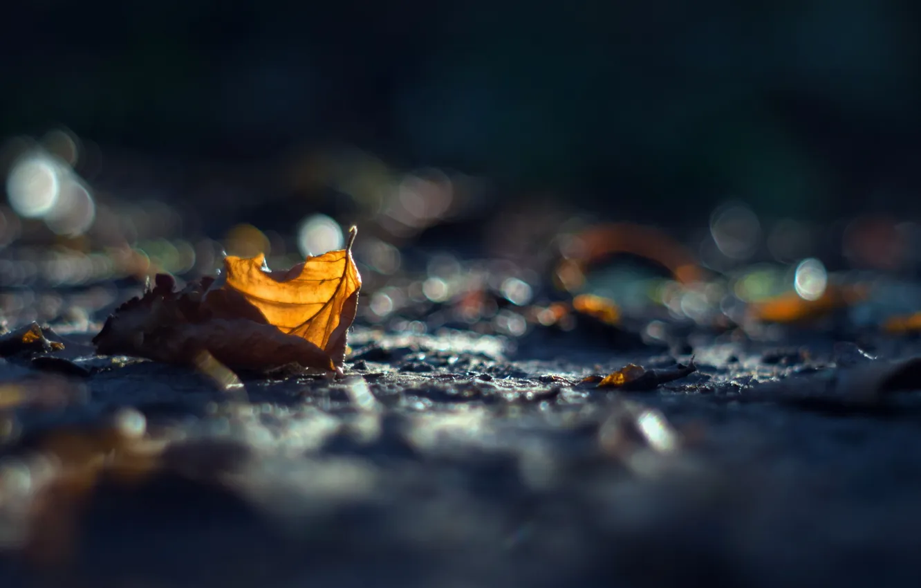 Photo wallpaper autumn, leaves, nature