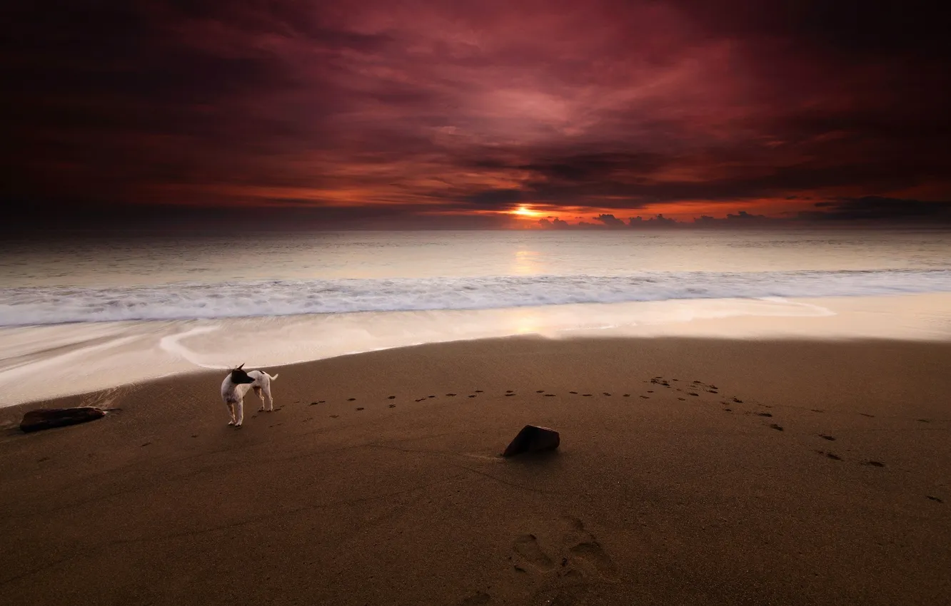Photo wallpaper sea, beach, sunset, dog