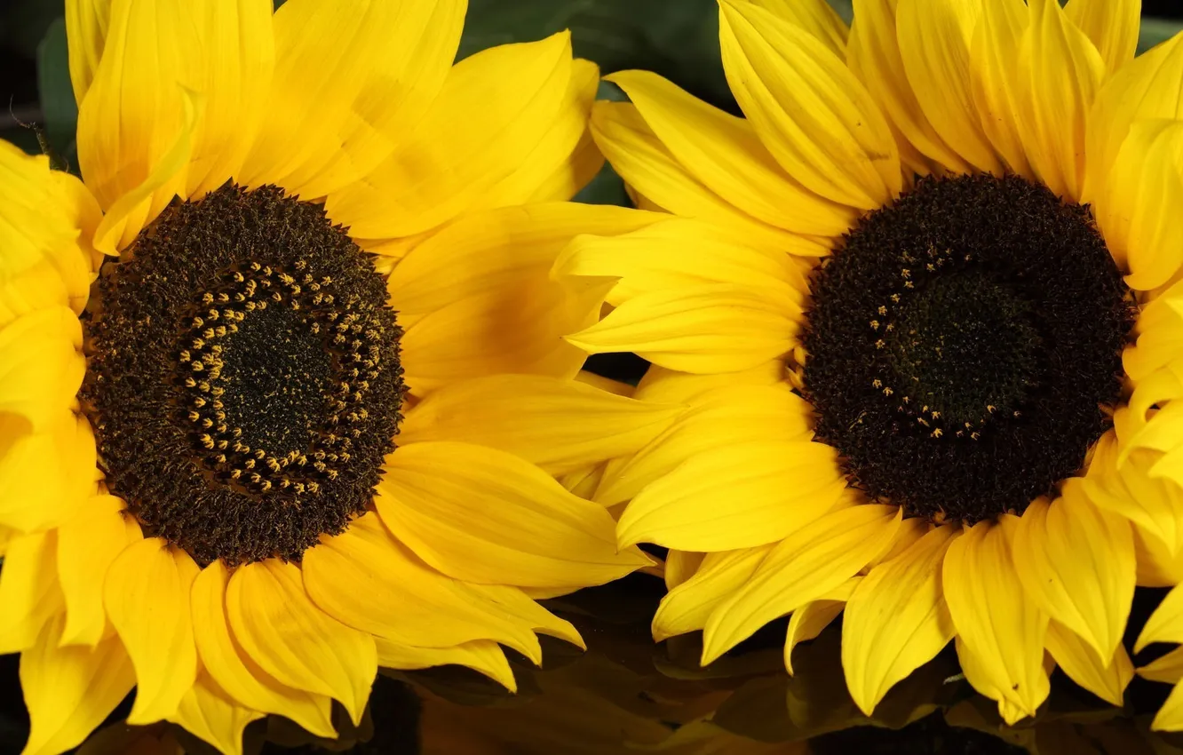 Photo wallpaper sunflowers, flowers, yellow