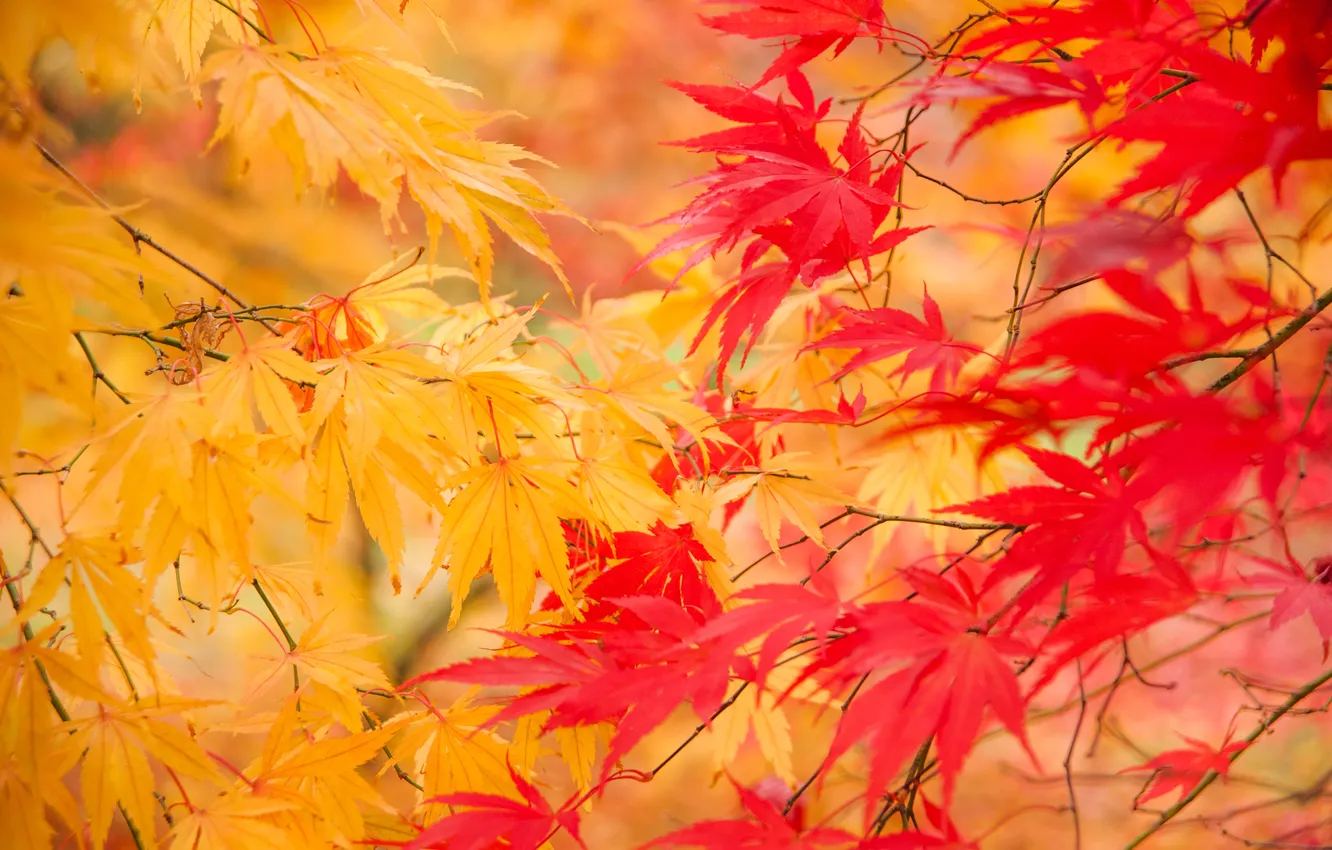Photo wallpaper autumn, leaves, nature, yellow, twigs