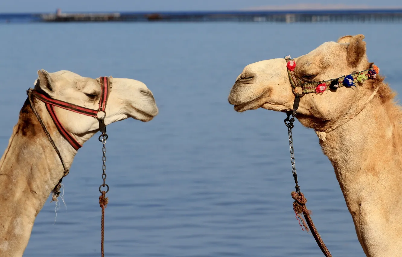Photo wallpaper background, camels, face-to-face