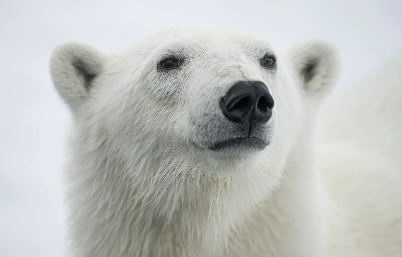 Photo wallpaper winter, look, face, snow, portrait, nose, bear, bear