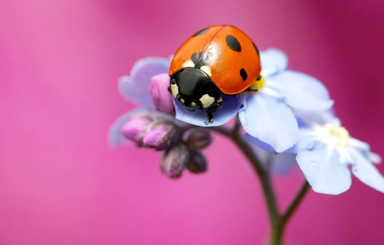 Photo wallpaper flower, macro, background, pink, ladybug, insect