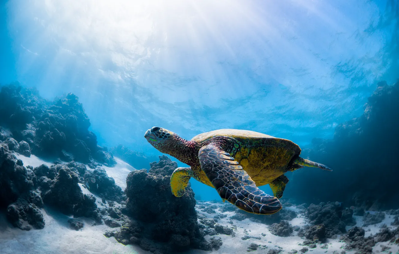 Photo wallpaper sea, turtle, sea