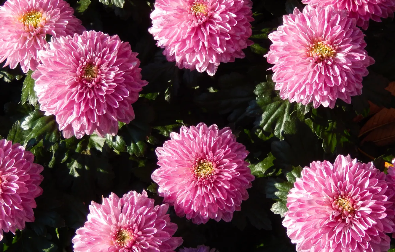 Photo wallpaper grass, flowers, widescreen, Wallpaper, wallpaper, widescreen, background, the Wallpapers