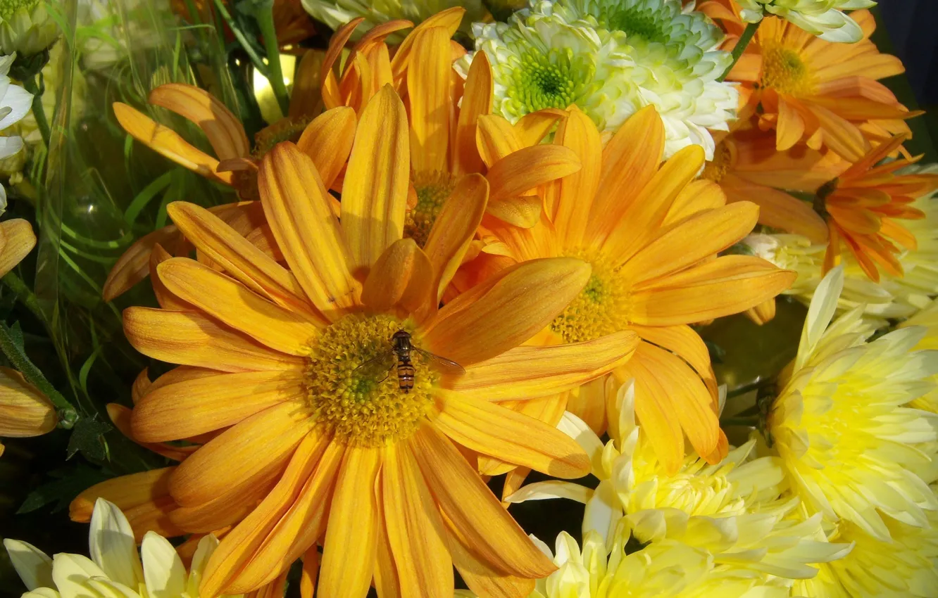 Photo wallpaper yellow, chrysanthemum, oranjevyi, Meduzanol ©