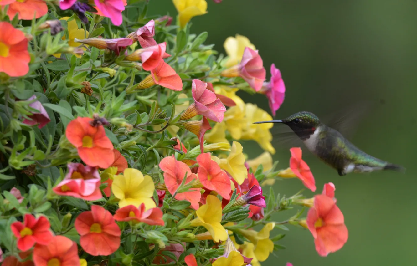 Photo wallpaper flowers, Hummingbird, bird, Petunia