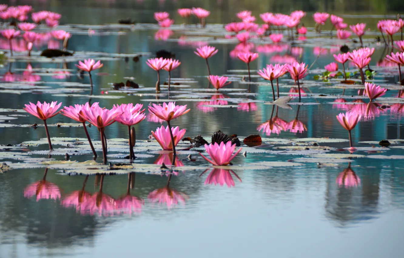 Photo wallpaper Lily, lake, water, flowering, leaves