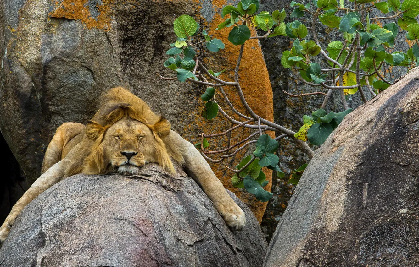 Photo wallpaper nature, background, Leo